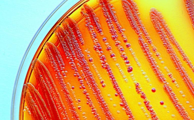 Charity announces first programme to tackle superbugs