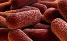 ESCMID’s EUCAST defining resistance in future antimicrobial agents