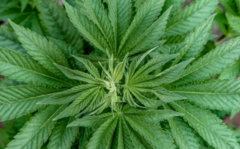 FDA gives green light to cannabinoid drug
