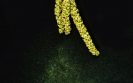 Allergen immunotherapy shows positive effects in the nasal membrane