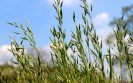 First results of a major three-year project to analyse airborne grass pollen