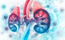 Stem cell differences could explain why women are more likely to develop adrenal cancer