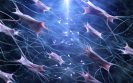 Key link discovered between tissue cell type and different forms of arthritis
