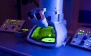 New regulator of immune responses discovered