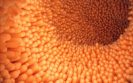 New findings reveal how microbiome is disrupted during IBD