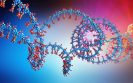 New knowledge on the development of asthma
