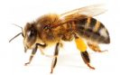 Bee sting vaccine trial holds promise in allergic adults