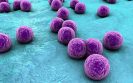 Antibiotics can inhibit skin lymphoma
