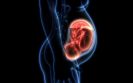 High levels of oestrogen in the womb linked to autism