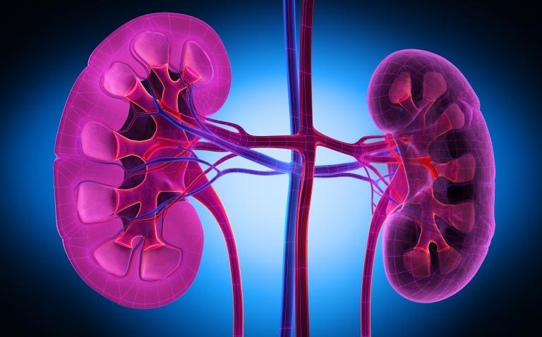 Blood test can detect rejection by antibodies after kidney transplant