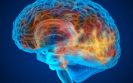 Shrinking brain tumours and opening the door for targeted cancer therapies