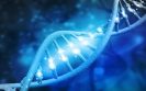 Multiple genes affect risk of asthma