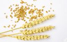 Gluten response in coeliac patients could aid diagnosis