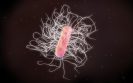 C. diff adapting to spread in hospitals