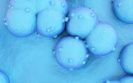 Nivolumab increases overall survival in advanced lung cancer