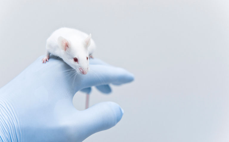 Mouse model for coeliac disease to speed research on treatments