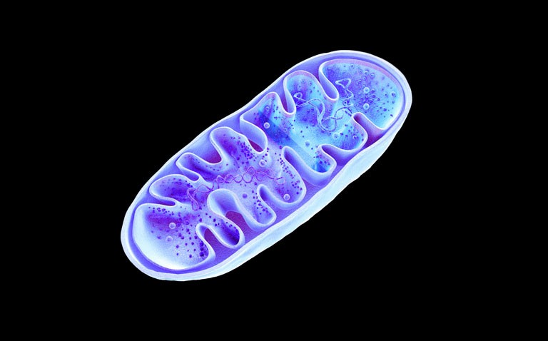 mitochondrial DNA as severe COVID marker