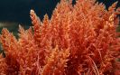 red algae component shows benefit in COVID