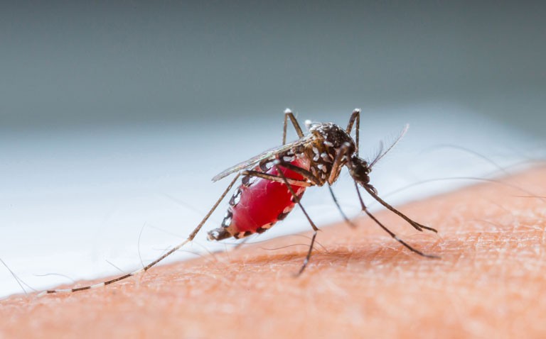 Combined thin film and rapid diagnostic test an effective malaria screen