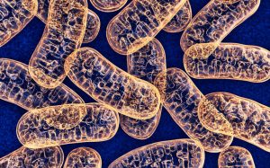 Whole genomic sequencing a useful diagnostic test for mitochondrial disorders
