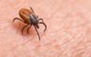 Lyme disease vaccine candidate VLA15 enters phase 3 trial
