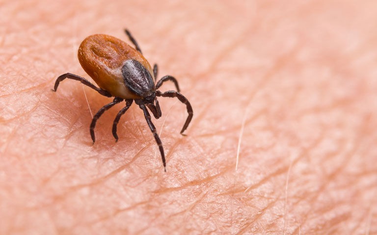 Lyme disease vaccine candidate VLA15 enters Phase III trial