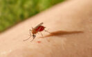 Malaria monoclonal antibody protects against controlled infection