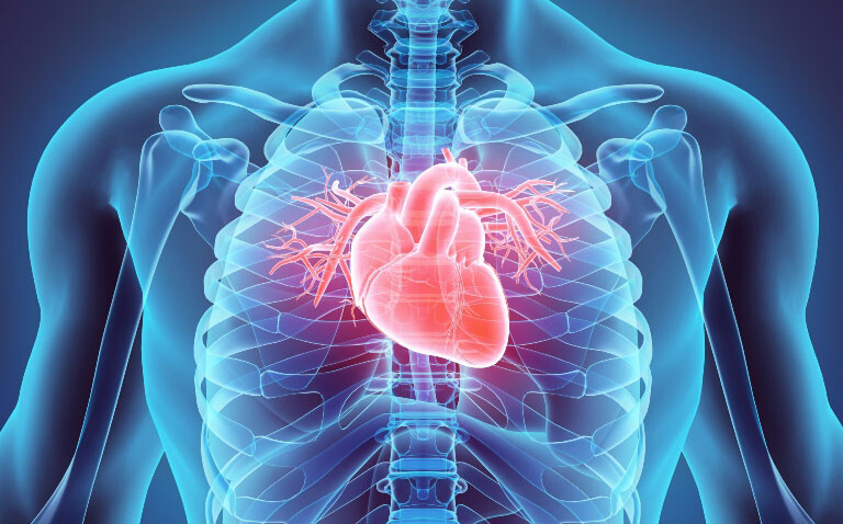 3D medical illustration of the human heart and chest cavity