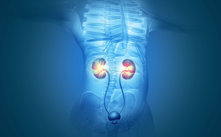 A computer generated image of a blue semi-transparent human body with the urinary system highlighted and a yellow glow around the kidneys to illustrate the finding that cryoablation rivals robotic surgery in efficacy and cost effectiveness in renal cancer