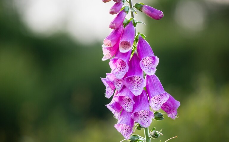 A close up of a pink digitalis purpurea plant with a blurred green foliage background to illustrate digitoxin showing promise in advanced heart failure with reduced ejection fraction