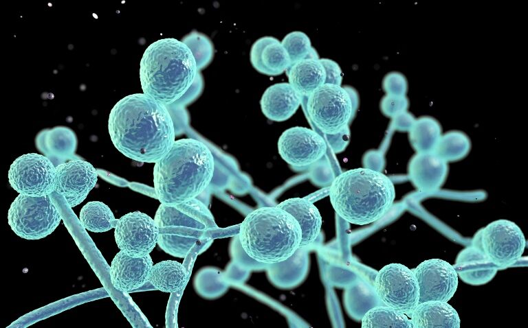 EU approval for rezafungin in adults with invasive candidiasis