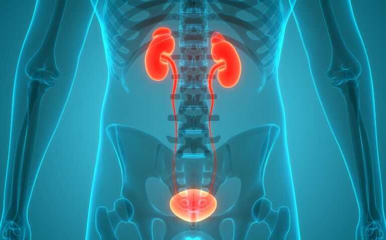 A blue computer generated outline of the human body with the urinary system highlighted in red to suggest muscle-invasive bladder cancer and expediting treatment using mpMRI