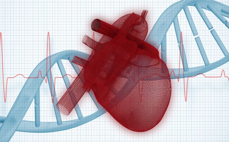 Genetics influence heart shape and may predict CVD risk