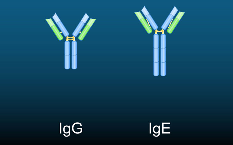 Diagrams showing the structure of an IgG antibody and an IgE antibody to illustrate new research that shows promise for IgE therapy in treatment resistant breast cancer and ovarian cancer