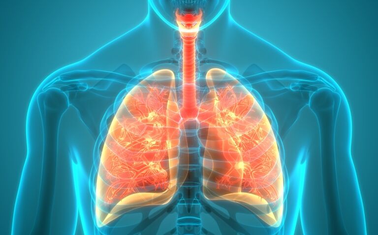 Lung progenitor cell transplant may provide a cure for COPD
