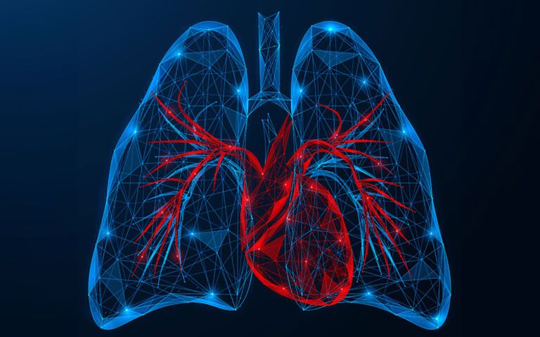 Digital illustration of lungs and heart