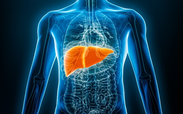 A digital illustration of a human anatomy with the liver highlighted in orange and yellow to represent a new non-invasive targeted procedure for liver cancer launching at an NHS hospital