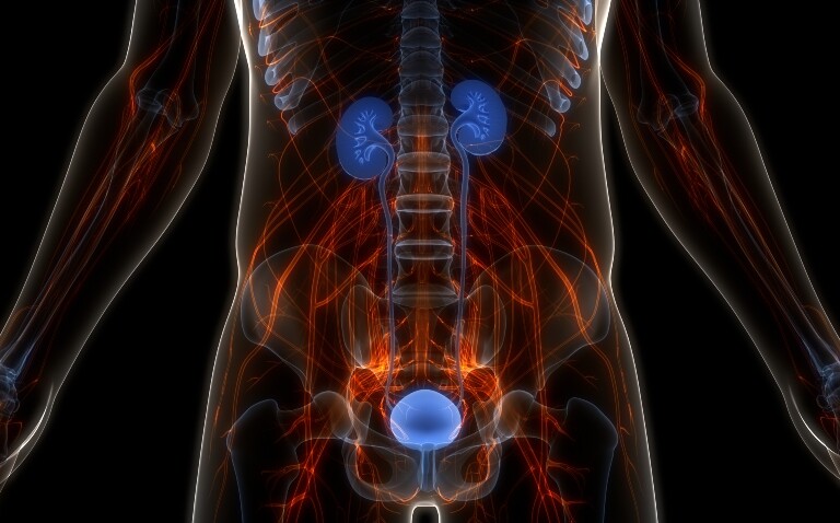 A digital illustration of a human anatomy with the kidneys