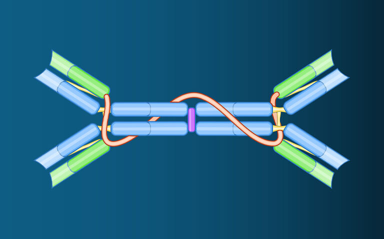 Diagram showing the structure of an IgA antibody to illustrate new research that has identified this as a reliable biomarker for infant RSV infection