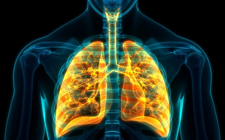 A digital illustration of a blue see through human body on a black background with the lungs highlighted in yellow and orange with the bronchi visible to illustrate the proposal of targeted COPD testing after a pilot project success in Hull