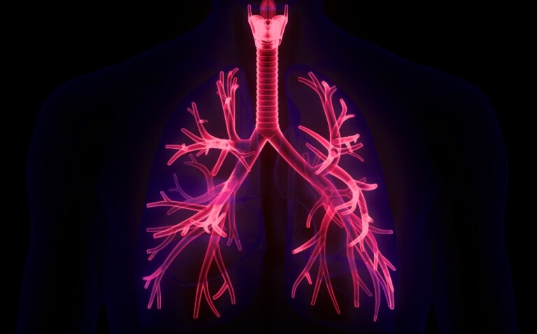 A digital illustration of transparent human lungs with the bronchioles highlighted in pink to represent tezepelumab allowing reduced inhaled steroid use while maintaining asthma control
