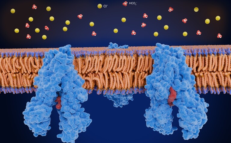 A computer generated impression of the cystic fibrosis transmembrane conductance regulator (CFTR)