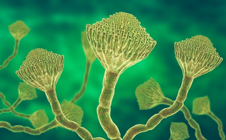 A green computer-generated microscopic view of a colony of Aspergillus fungi