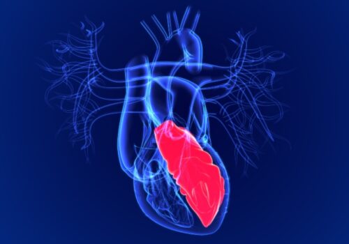 A digital illustration of a human heart with the left ventricle highlighted in red to represent sex-specific left ventricular remodelling improving risk stratification in aortic regurgitation