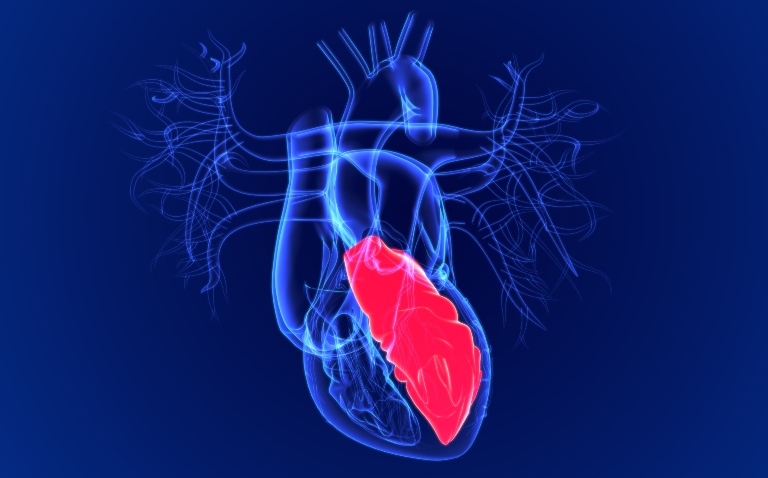 A digital illustration of a human heart with the left ventricle highlighted in red to represent sex-specific left ventricular remodelling improving risk stratification in aortic regurgitation