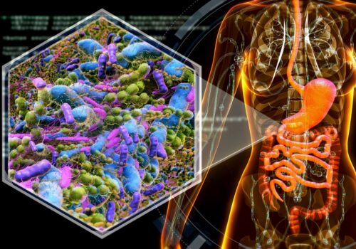 Medical illustration of a human torso with the digestive system highlighted