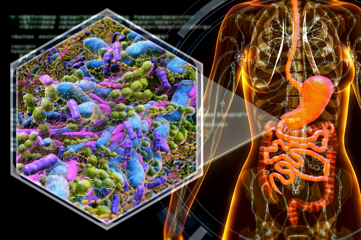 Medical illustration of a human torso with the digestive system highlighted