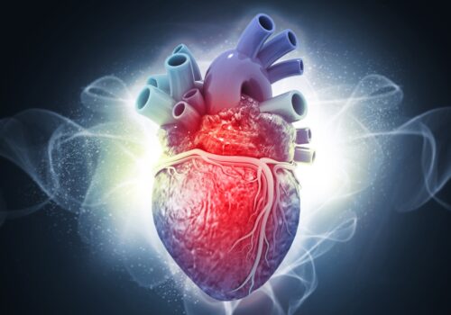 Detailed illustration of a human heart with visible arteries and vessels