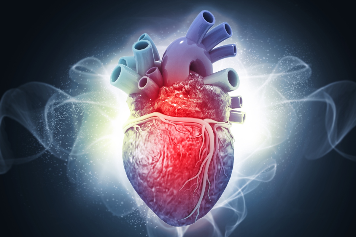 Detailed illustration of a human heart with visible arteries and vessels
