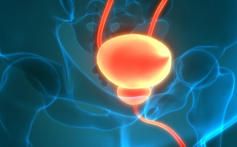 A digital illustration of a pelvis with the bladder and prostate highlighted in red to illustrate the finding that baseline PSA levels are linked to long-term prostate cancer risk